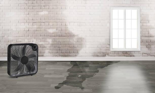 Best Water damage contractors near me  in Norwich, NY